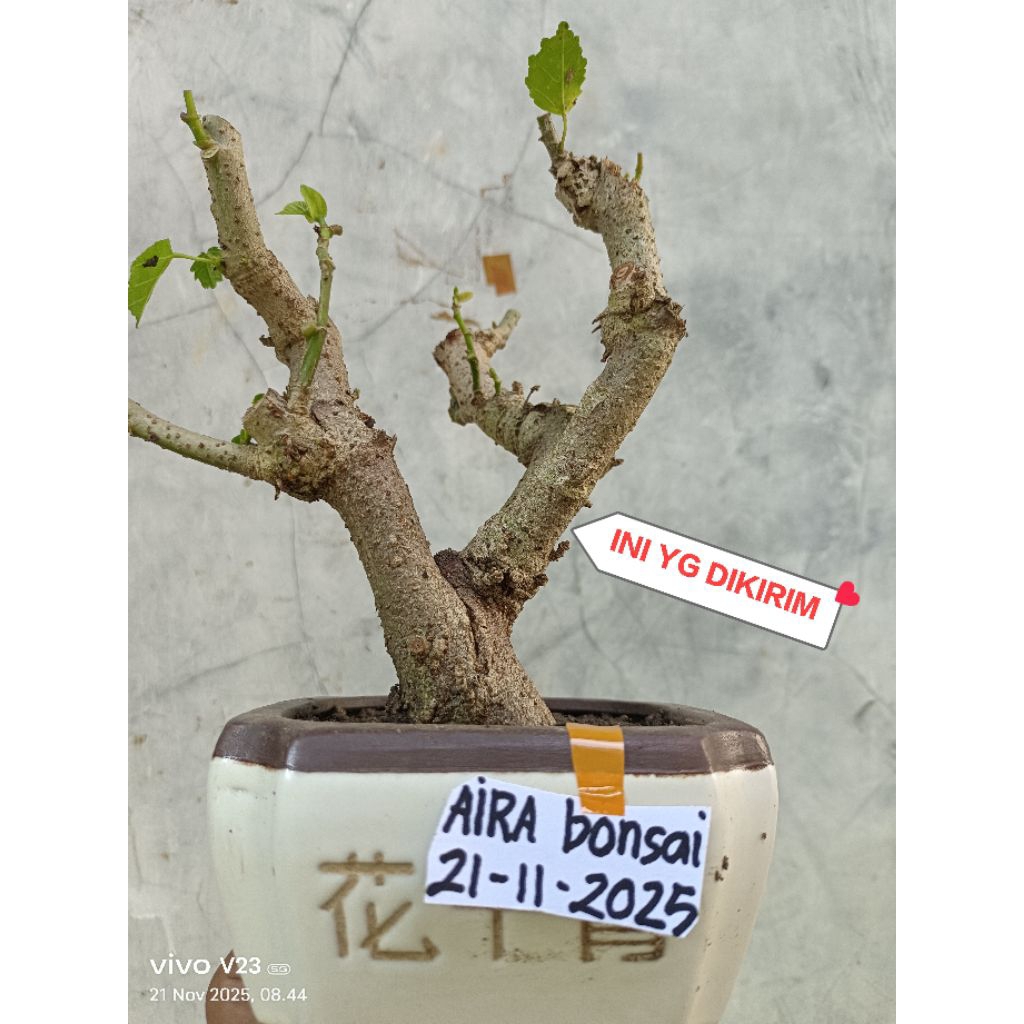 bahan bonsai waru lokal
