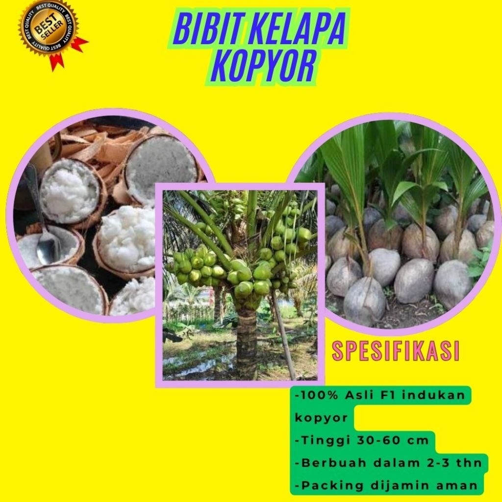 TERPERCAYA  Bibit Kelapa Kopyor Trubus