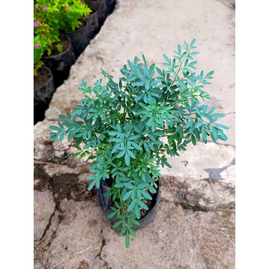 Tanaman Daun Inggu/Tanaman herbal/tanaman hias murah