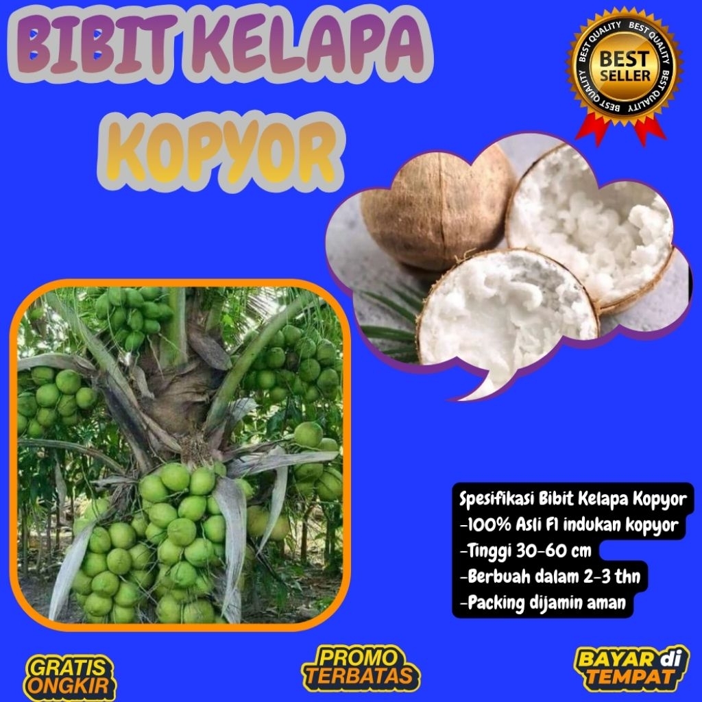 PROMO  Bibit Kelapa Kopyor, Bibit Kelapa Kopyor Asli, Bibit Kelapa Kopyor Bersertifikat