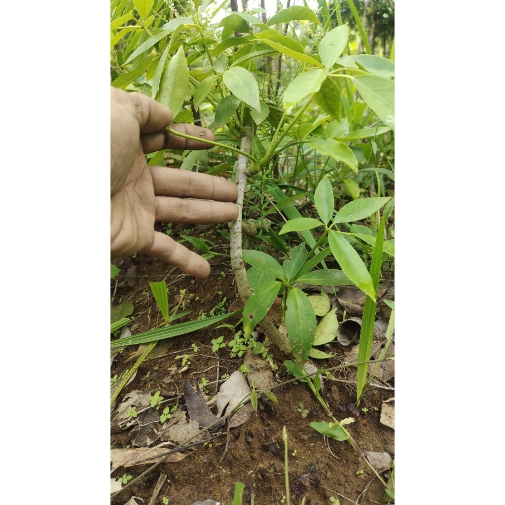 bibit Tlogosari  realpic sesuai gambar