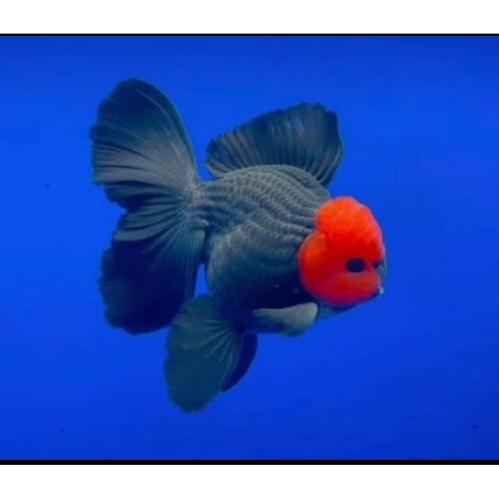 Minyak Ikan Mas Koki Oranda Tancho Berkualitas Size (M)