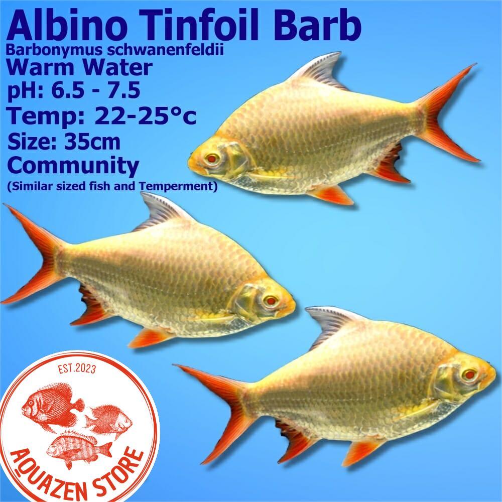 Hiasan Aquarium Kaviat Albino JUMBO Kaviat Platinum JUMBO 30-35cm