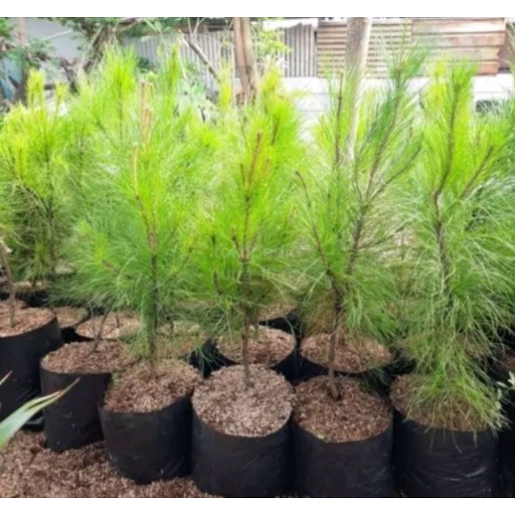 Tanaman Cemara Pinus Bibit / pohon cemara pinus / bibit pohon pelindung