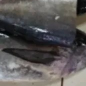 Ikan Tongkol Besar 1kg