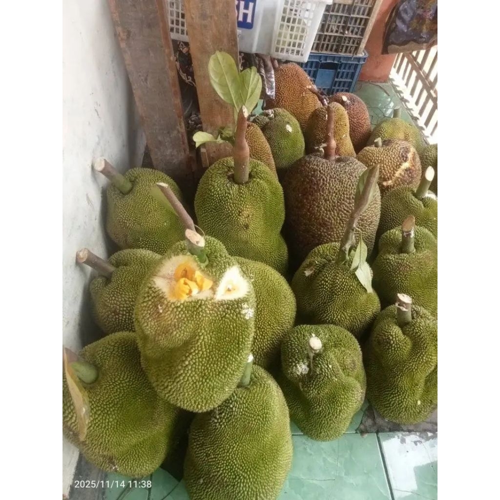 BUAH NANGKA SUPER SUDAH MATANG 1 UTUH