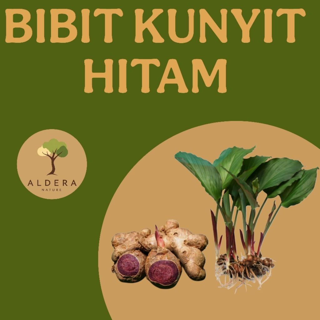 Bibit kunyit hitam asli
