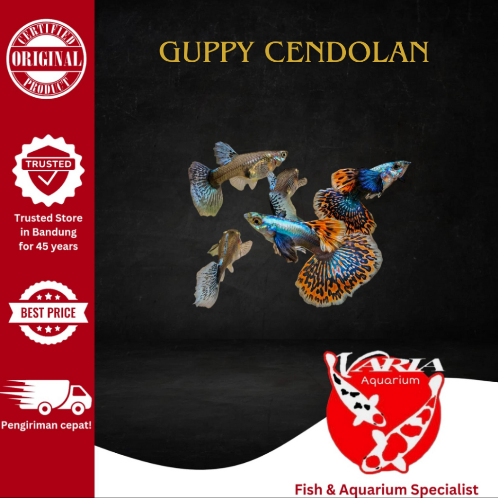 Ikan Hias Aquascape Guppy Cendolan Ikan Hias Aquarium Aquascape Guppy