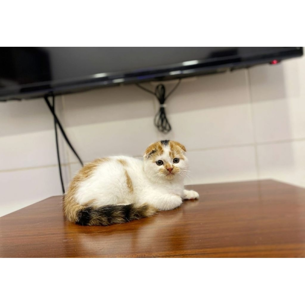 Scootish fold betina