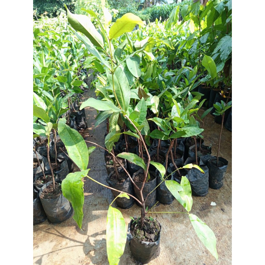 bibit jambu air kiojok