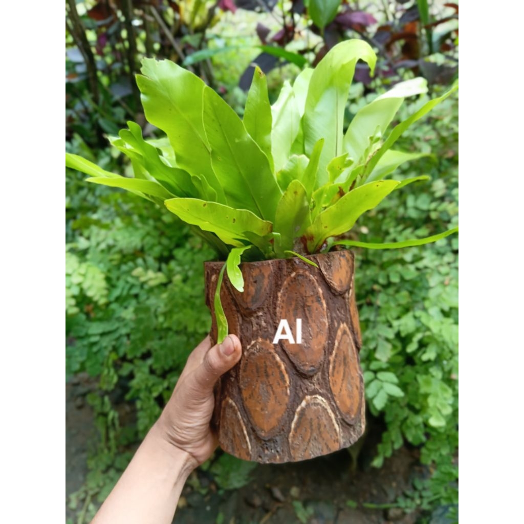 Kadaka di pot batang pakis