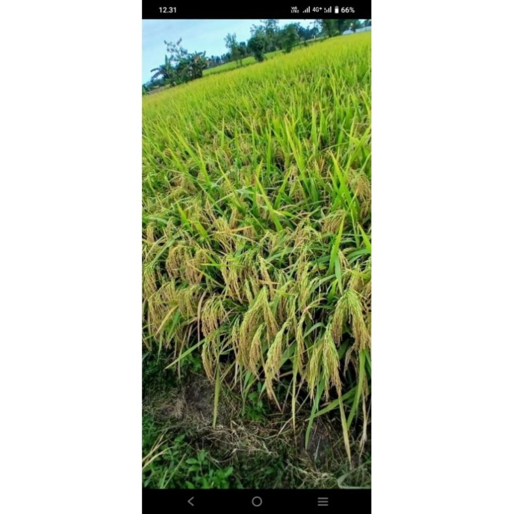 BENIH PADI SRIDEWI KEMASAN 1Kg