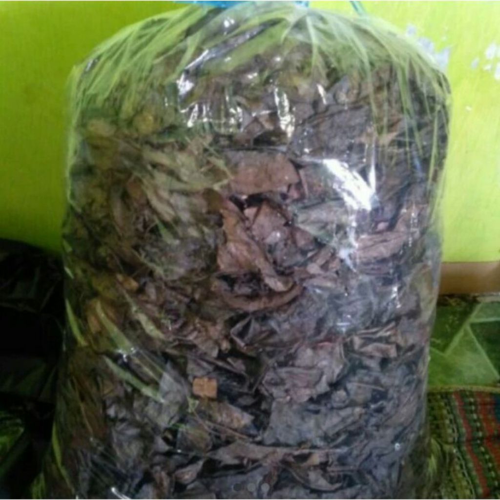 daun ketepeng kering 100 lembar