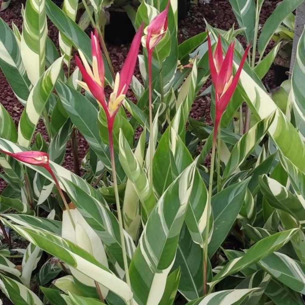 Tanaman Heliconia Varigata / Heliconia Psittacorum Varigata / Heliconia Varigata Putih (Bunga Kuning
