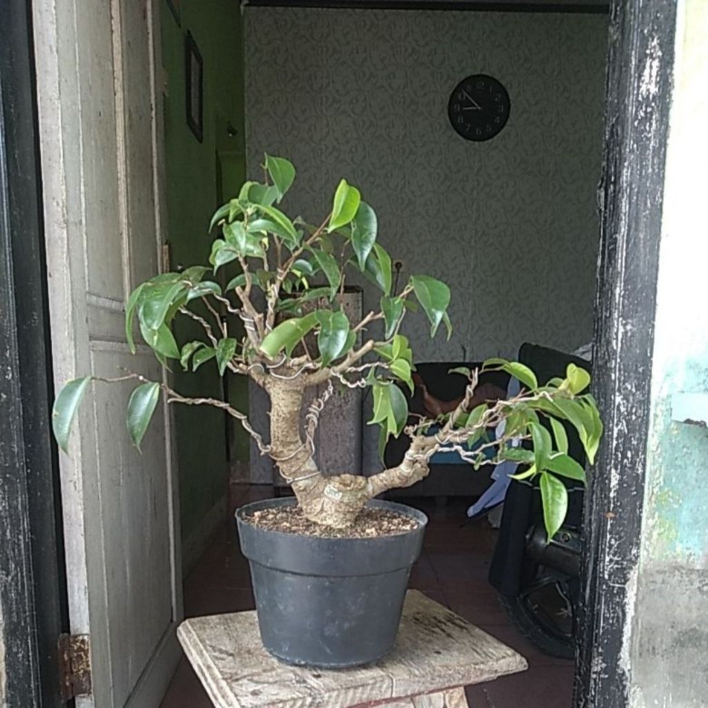 Bonsai beringin benjamina