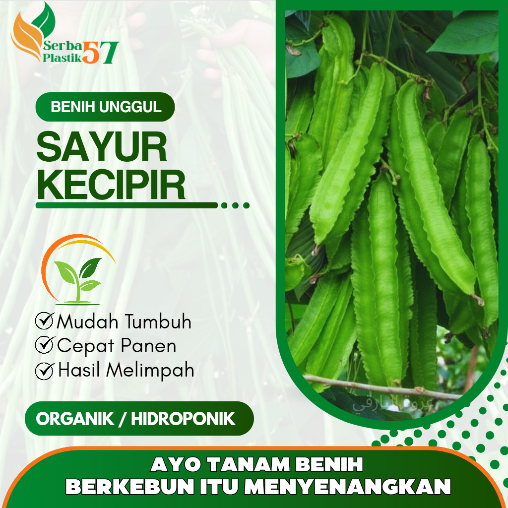 10 BIJI KECIPIR HIJAU / BENIH TANAMAN KECIPIR / SAYUR BIJI KECIPIR MUDAH TUMBUH