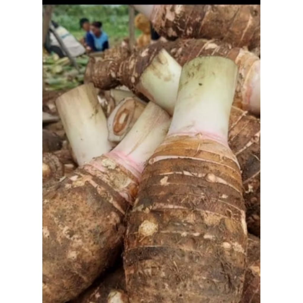 Talas Bogor asli original 1 kg pulen mentah