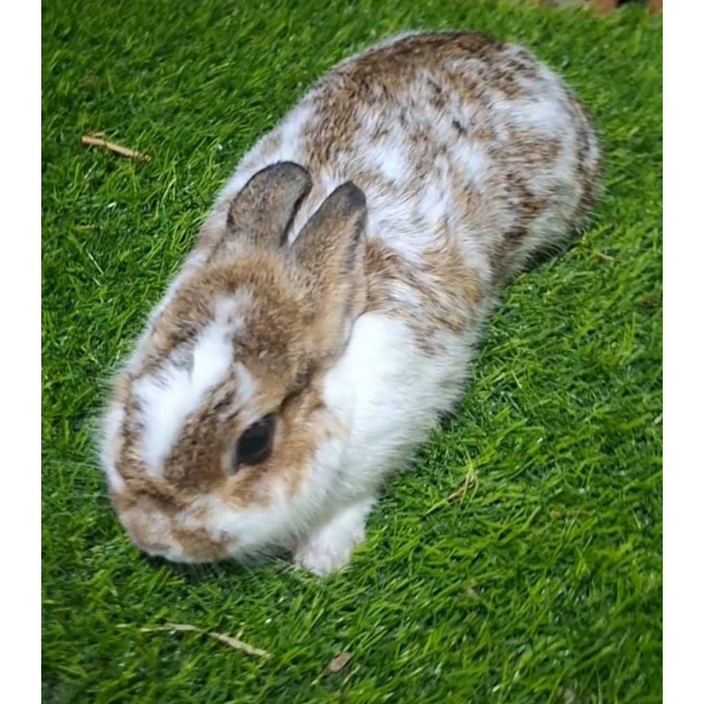 KELINCI HIDUP MINI NETHERLAND DWARF (ND) - INDUKAN BETINA 1 TAHUN