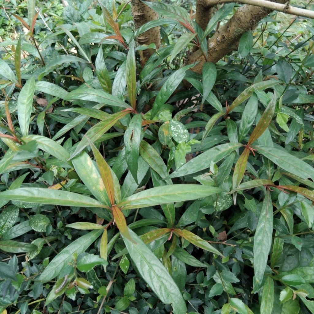 Daun genjik /gandarusa/perasman segar petik langung 250 gram
