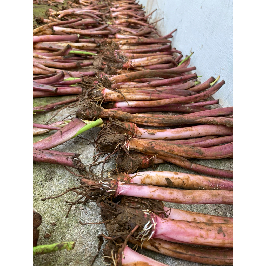 Talas Pratama 3 | Talas Bogor | Talas Ungu