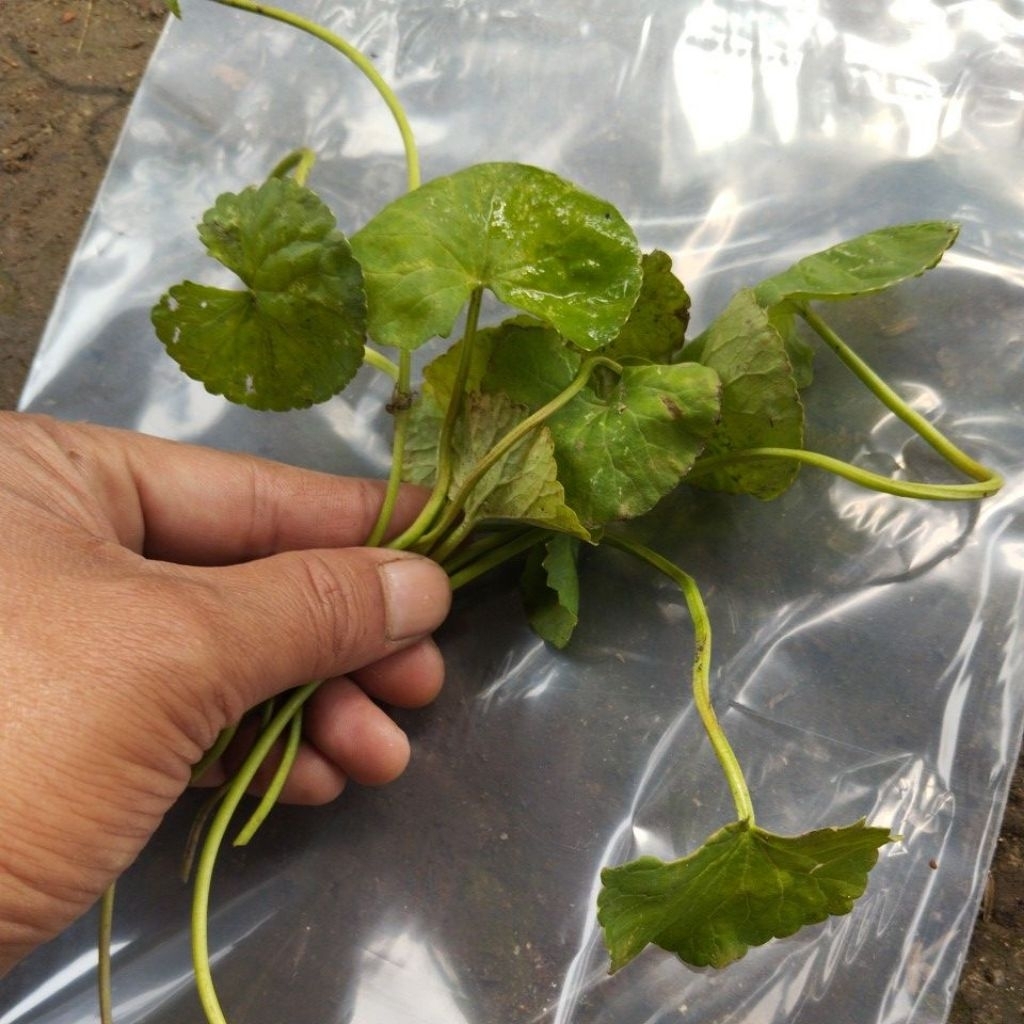 Pegangan antanan segar