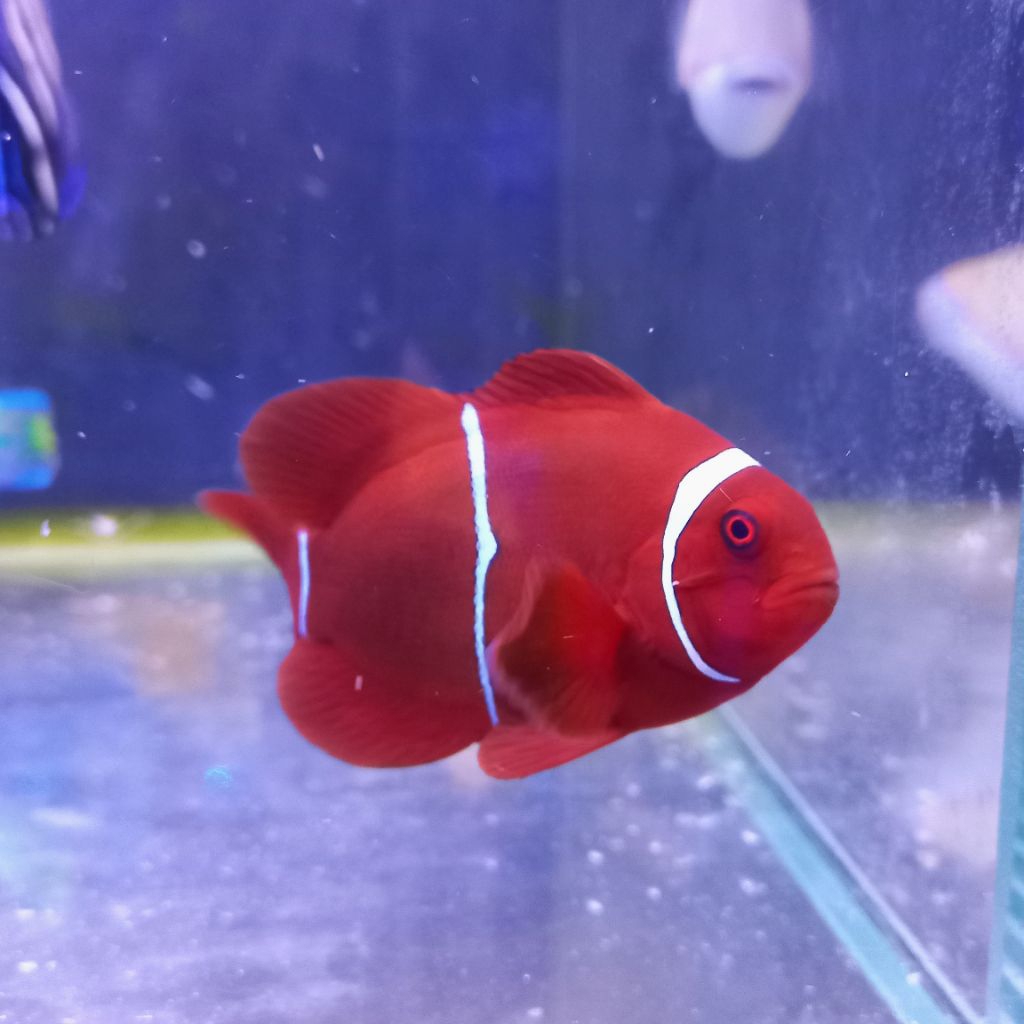 ikan hias air laut balong