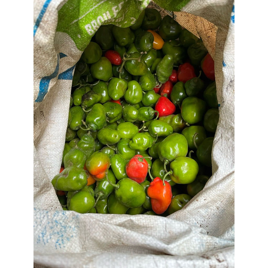 cabe gendot / cabe dieng / lombok bandung