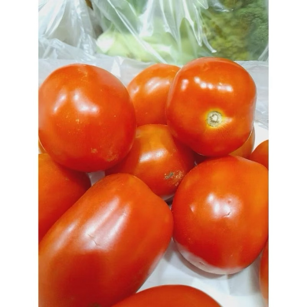 tomat buah apel