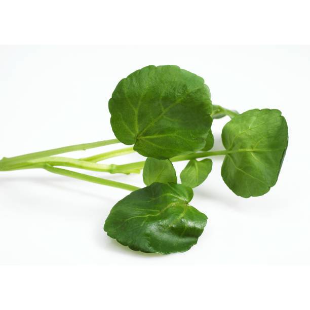 MURAH - BIBIT SELADA AIR