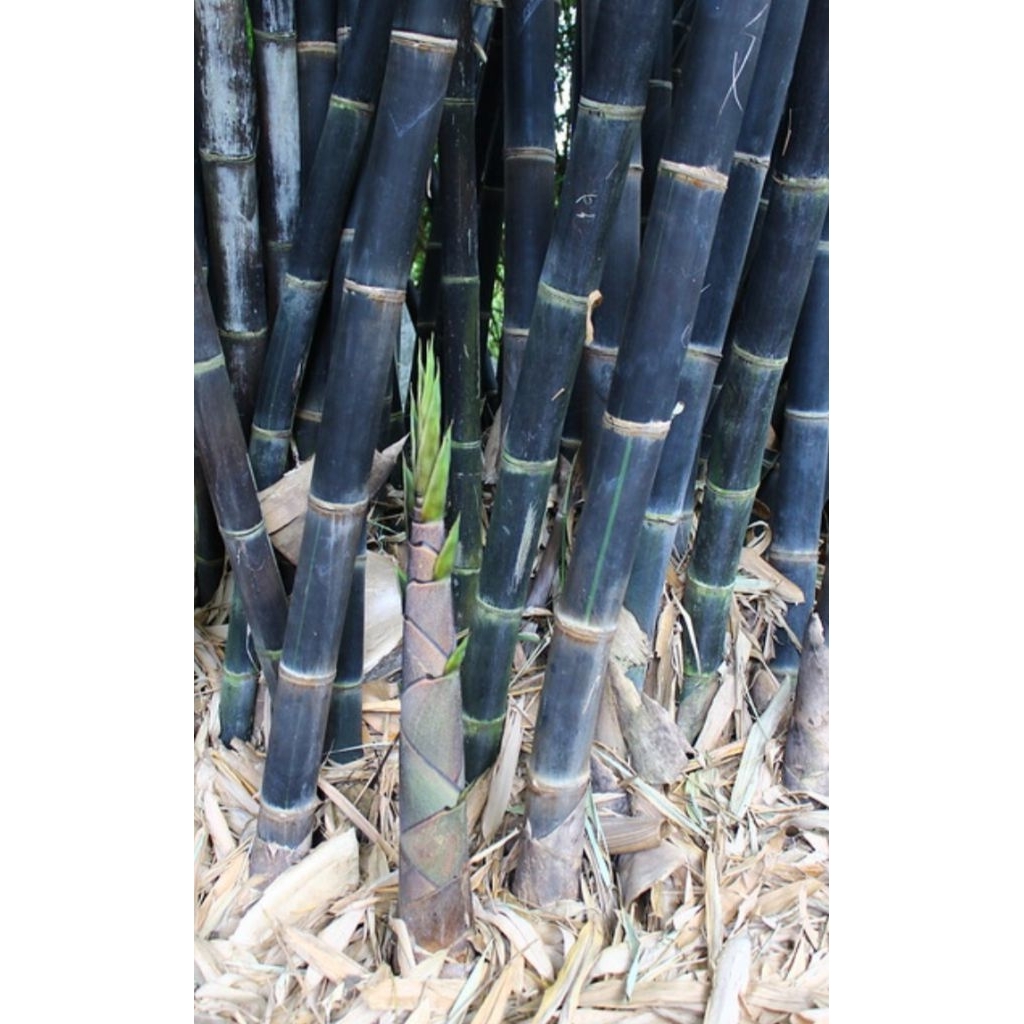 Benih atau batang bambu hitam