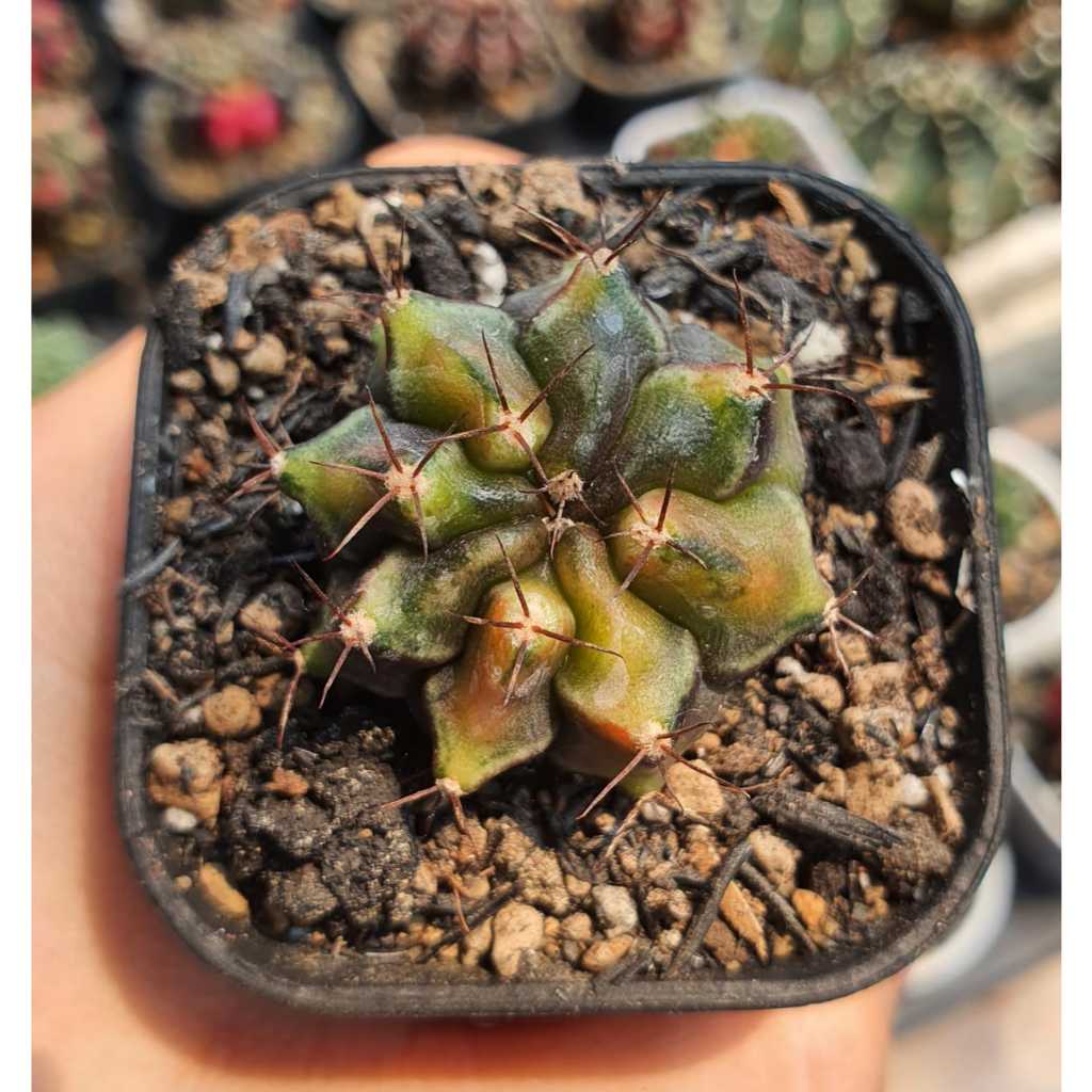 Kaktus Gymnocalycium Rootbeer Small Size