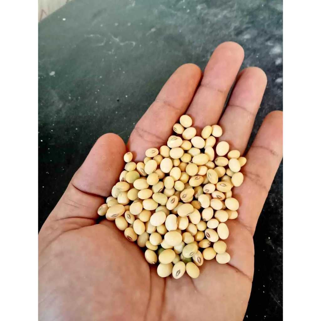 KEDELAI | KACANG KEDELAI (hasil panen petani lokal)