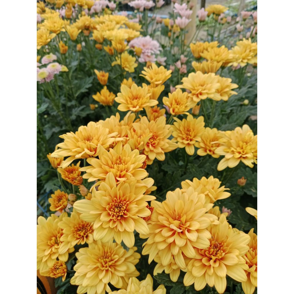 Tanaman hias krisan aster hidup sudah berbunga dalam pot warna orange || tanaman hias kualitas terba