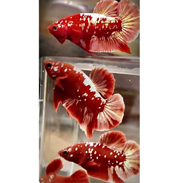 Bahan RGG Cupang RGG/ mutasi