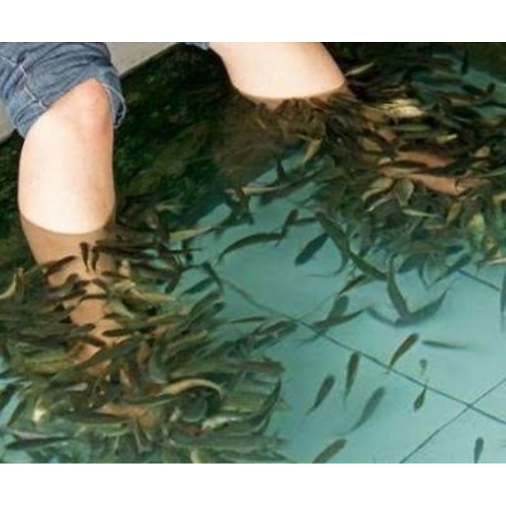 ikan terapi nilem hitam