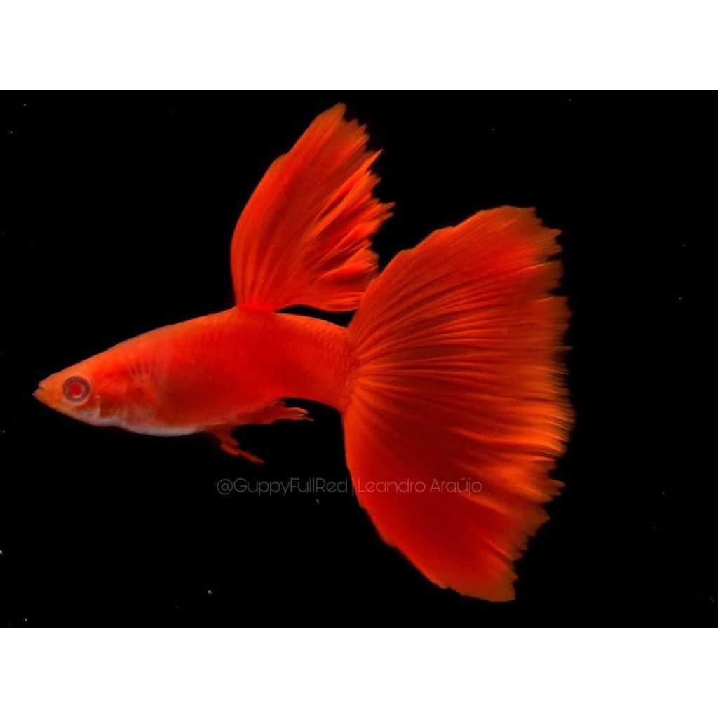 Terlaris afr Guppy full red albino mata merah