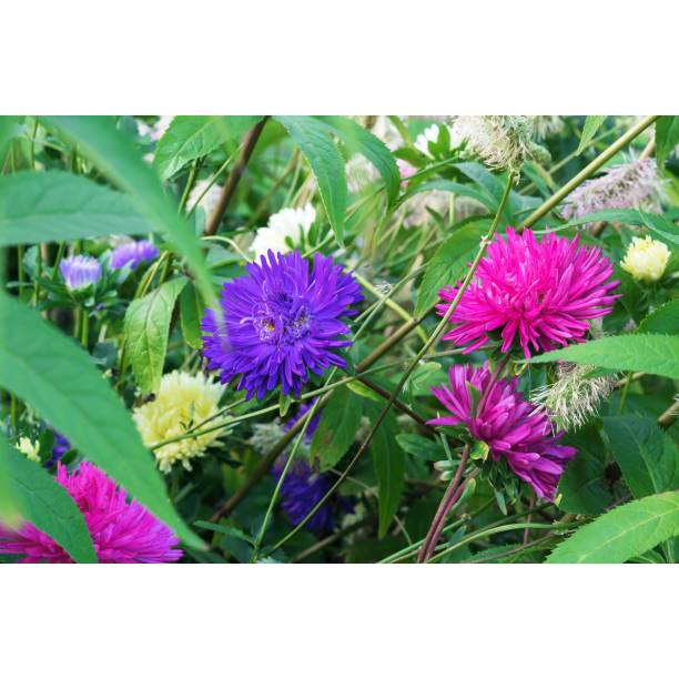 BIBIT BUNGA ASTER TERBAIK