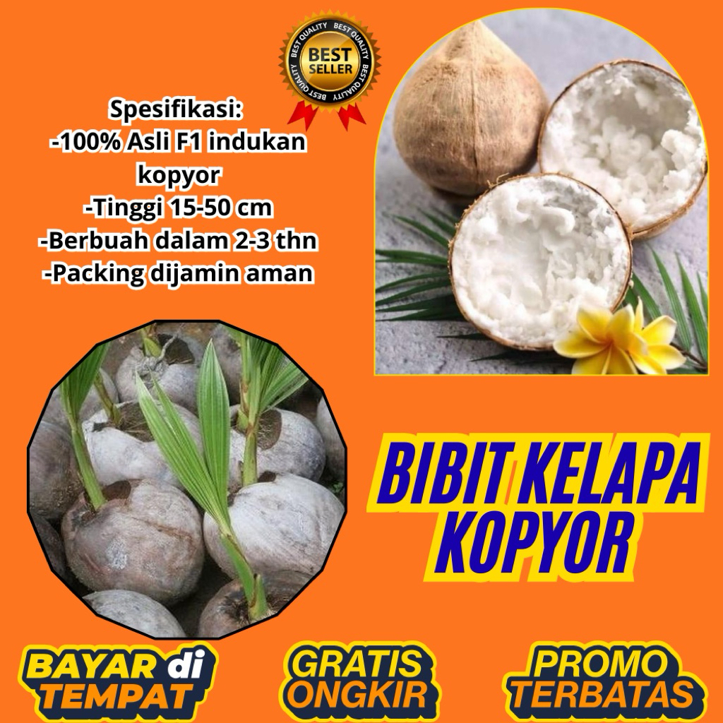 DIJAMIN ASLI  Bibit Kelapa Kopyor Bersertifikat, Bibit Kelapa Kopyor Genjah