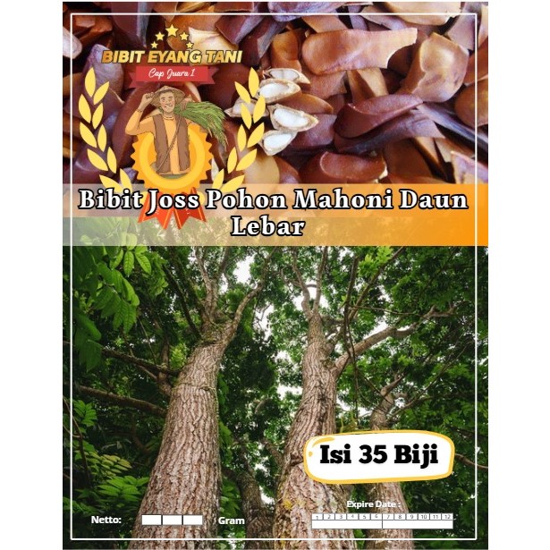 Bibit Joss Pohon Mahoni Daun Lebar | Biji Benih Pohon Mahoni | Pohon Mahoni