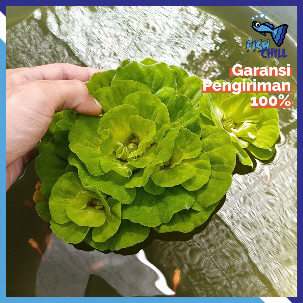 KIAMBANG MAWAR | APU APU MAWAR | KAPU KAPU • Tumbuhan Air Kolam Aquarium