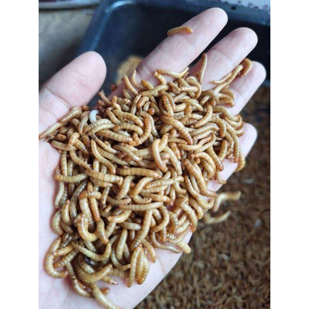 Ulat Hongkong Hidup 1Kg GARANSI