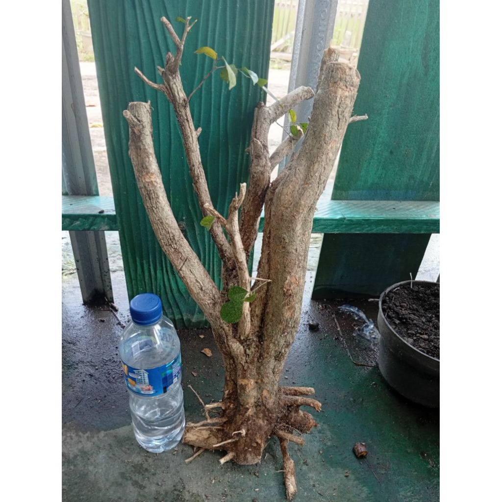 kemuning dongkelan akar batang kemuning lokal bahan bonsai