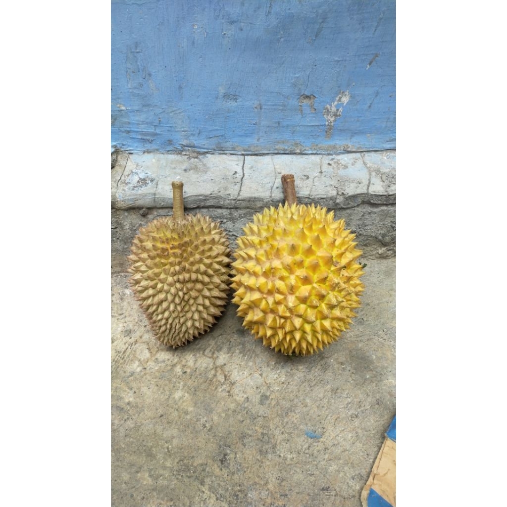 DURIAN BALI LOKAL || MANIS LEGIT