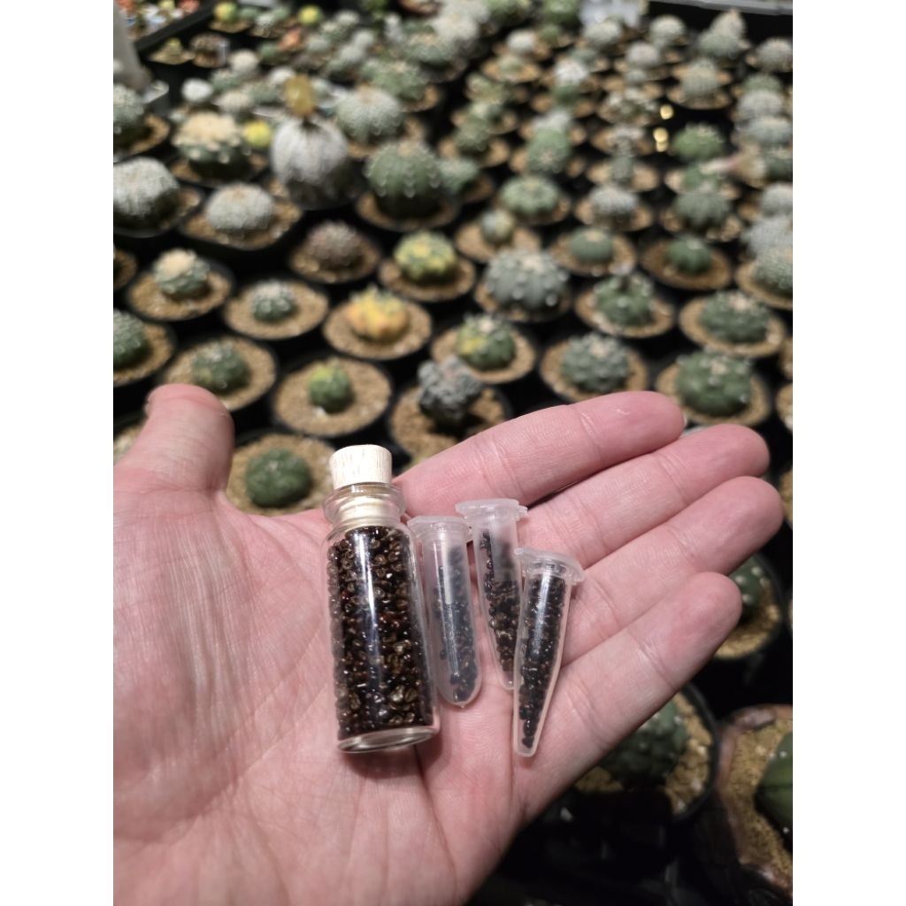 Benih Biji Seed Astrophytum Mix Astro Asterias, Kikko, Kabuto, Snow, Fukuryu, Lizard, Squid, Hanazon