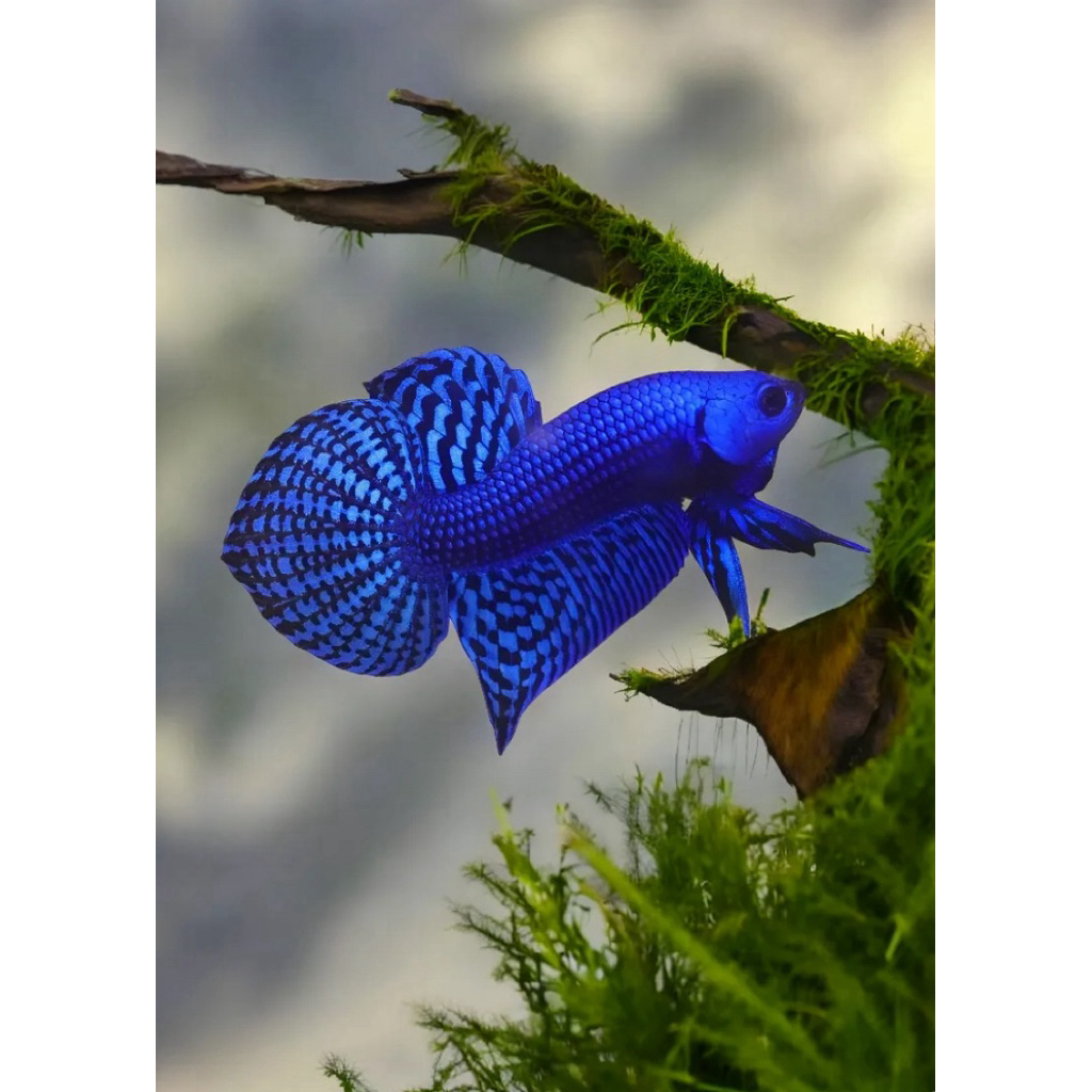 cupang plakat alien bluee kualitas paling bagus istimew