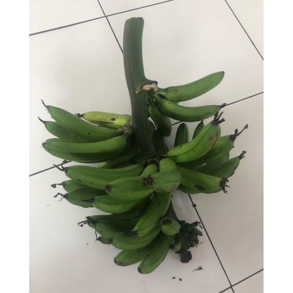 PROMO Bibit Pisang Raja Lawe Kualitas Unggul Cepat Berbuah