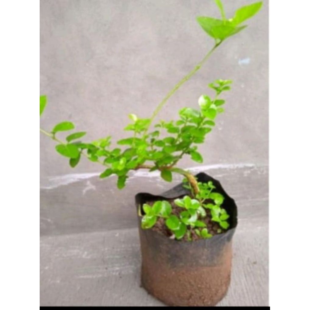 Bonsai sancang Bibit Bahan Bonsai Sancang