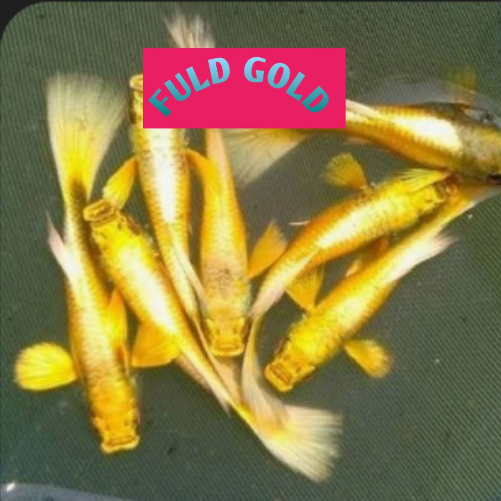 cairan pembersih..cendolan..guppy..beli.10psgbonus1psg