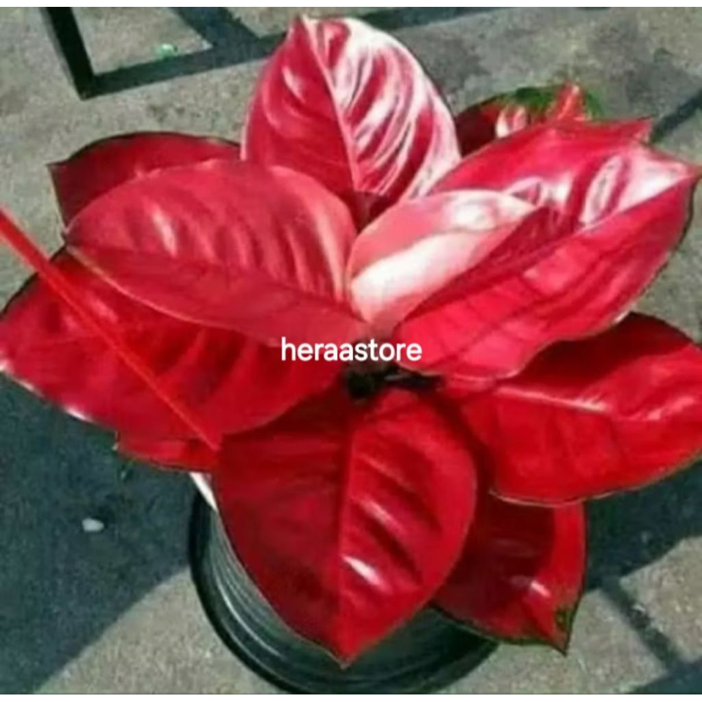 ( PROMO ) Aglaonema Suksom Jaipong / Aglonema Suksom Jaipong  / Aglonema Suksom Jaipong (Tanaman hia