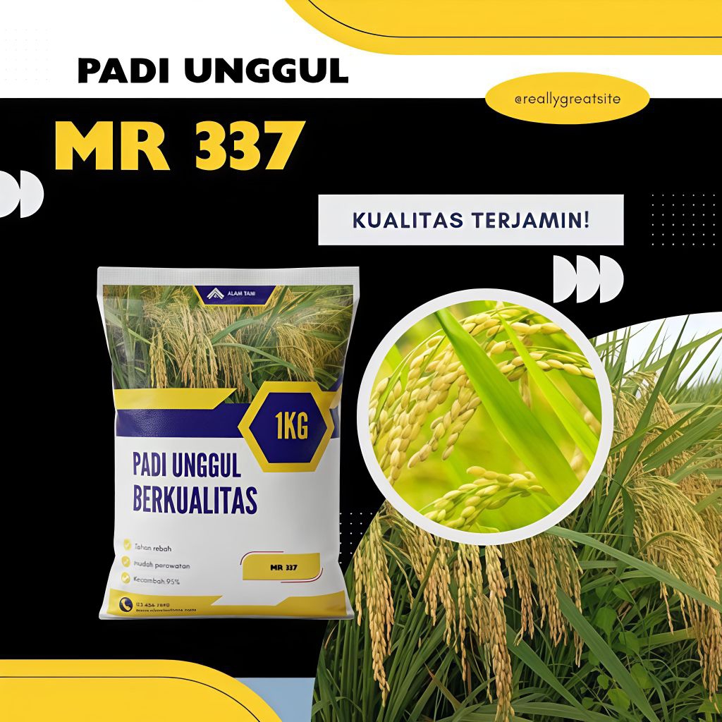bibit padi Mr 337 kemasan 1kg original